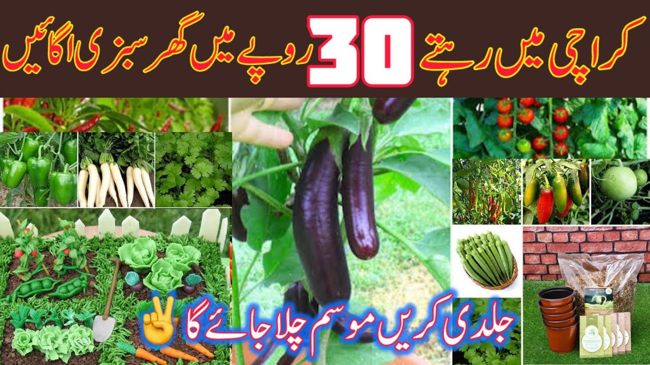 cheapest Kitchen garden in karachi| sasty treen vegetable seeds in Karachi | Seeds wholesale market