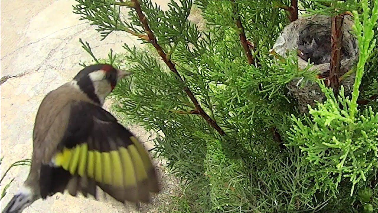 Jilguero. Nido Criando en libertad, nid chardonneret, goldfinch nest (HD)