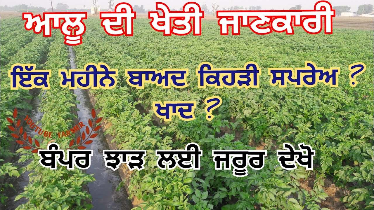 Potato crop information / ਆਲੂ ਦੀ ਖੇਤੀ part 1 / allu di kheti