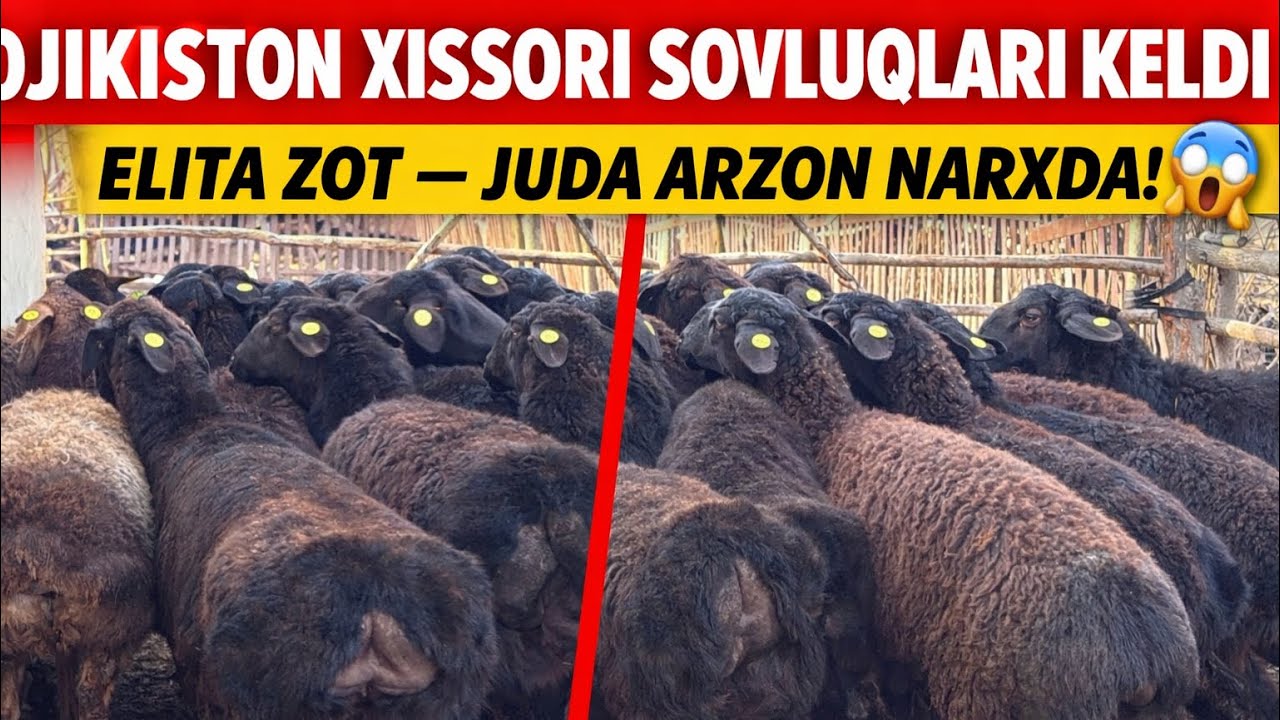  TOJIKISTON XISSORI SOVLUQLARI KELDI 😱 ELITA ZOT — JUDA ARZON NARXDA!