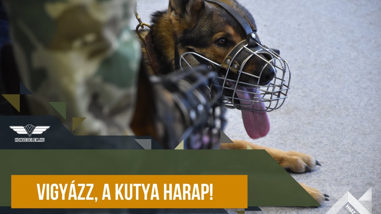 Vigyázz, a kutya harap!