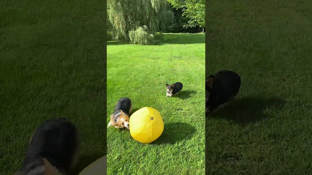 Corgis love the herding ball #corgi #zoomies