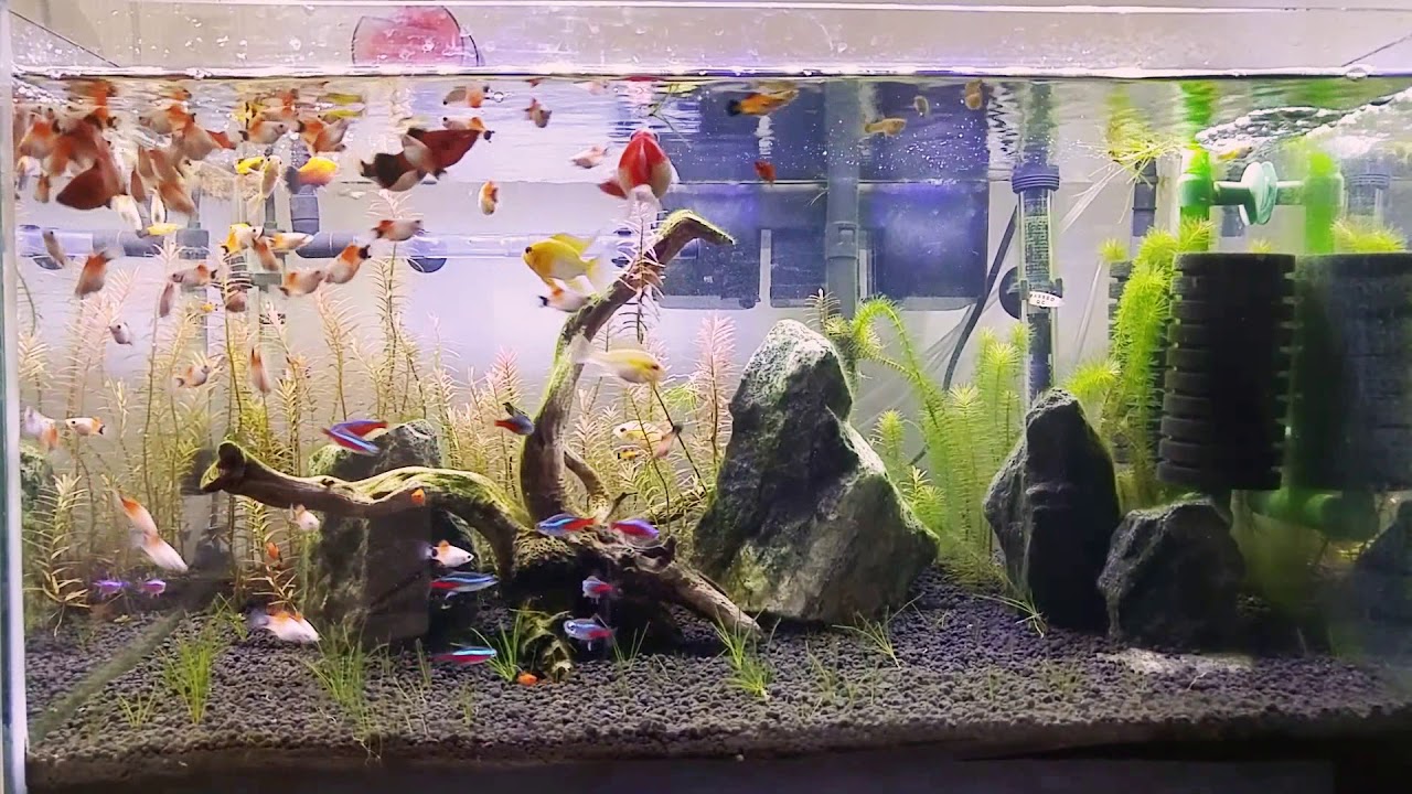 Our overstocked aquarium