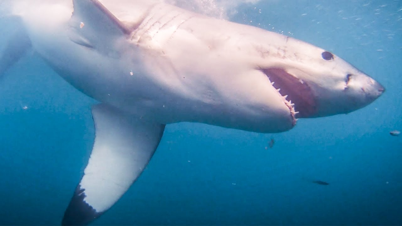 Volunteer with Great White Sharks in South Africa | The Great Projects