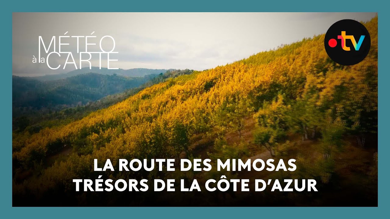 Découverte : la route du mimosa, trésor de la Côte d'Azur