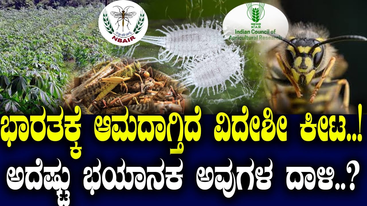ಭಾರತಕ್ಕೆ ಆಮದಾಗ್ತಿದೆ ವಿದೇಶೀ ಕೀಟ..! ಅದೆಷ್ಟು ಭಯಾನಕ ಅವುಗಳ ದಾಳಿ..?