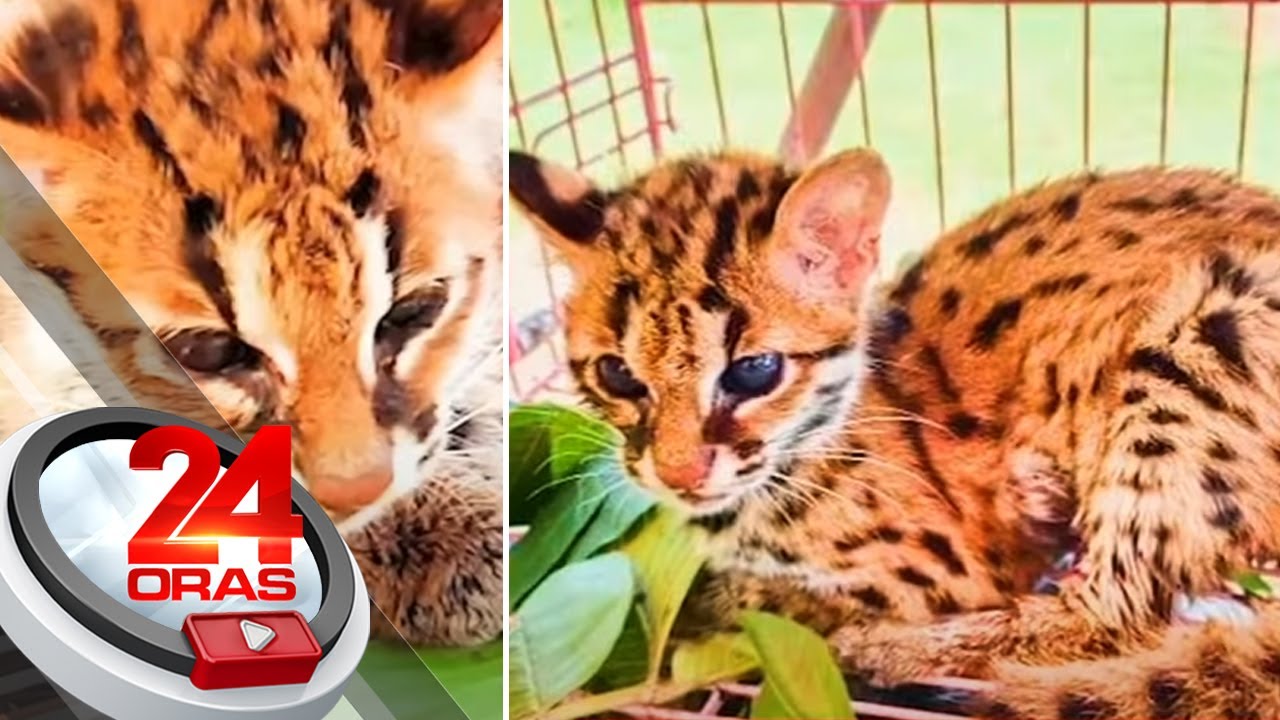 #KuyaKimAnoNa?: Visayan leopard cat o 