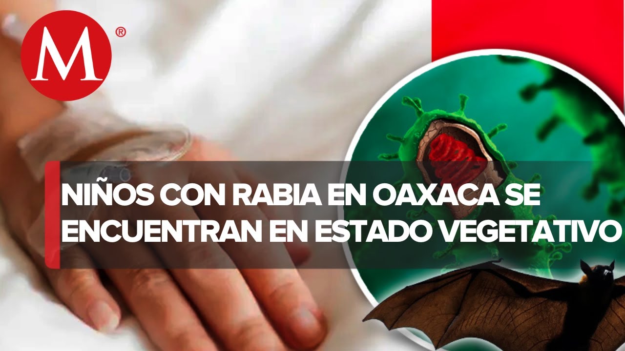 Murciélagos muerden a niños, les contagiaron rabia y se encuentran en estado vegetativo