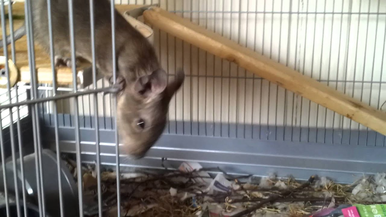 My degu babies!