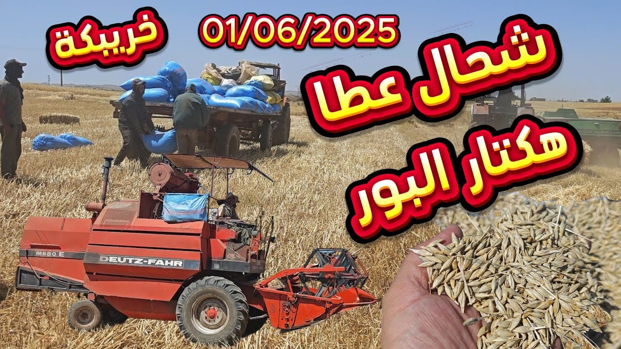 شحال عطا هكتار ديال البور الشعير من قنطار والبال التبن من إقليم خريبكة 01/06/2025