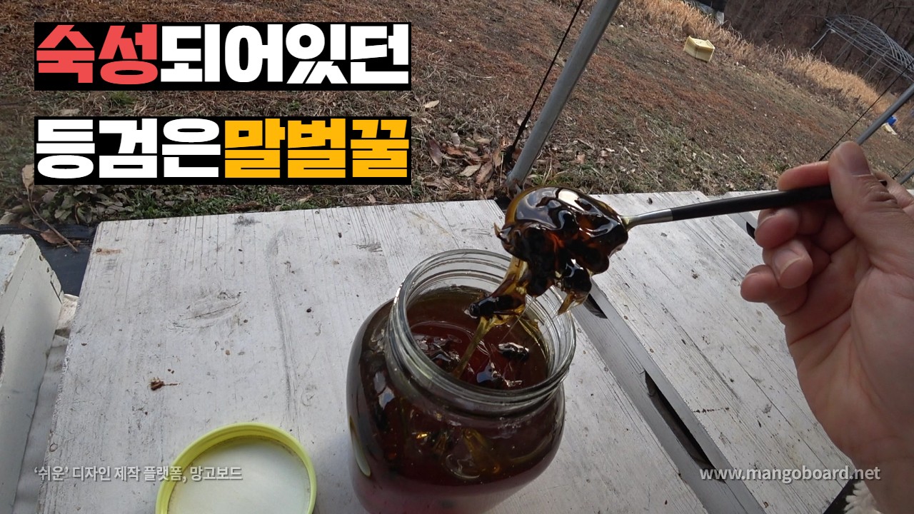 1년 6개월 숙성시킨 말벌꿀 꺼내서 꿀벌들이랑 나눠먹기