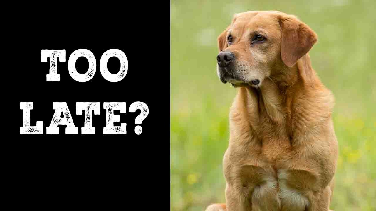 Did I Ruin My Dog? Where to Begin Training an Older Retriever
