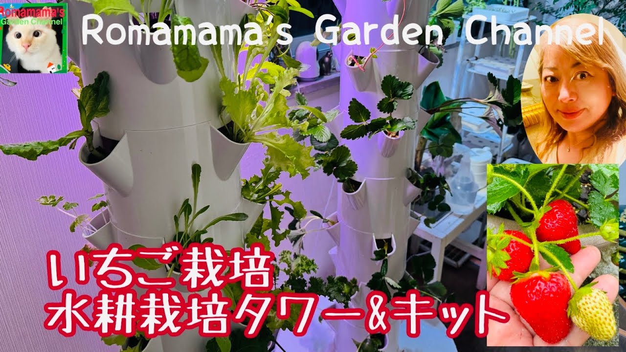 【いちご栽培】室内でイチゴを栽培する方法　水耕栽培キットと水耕栽培タワー　