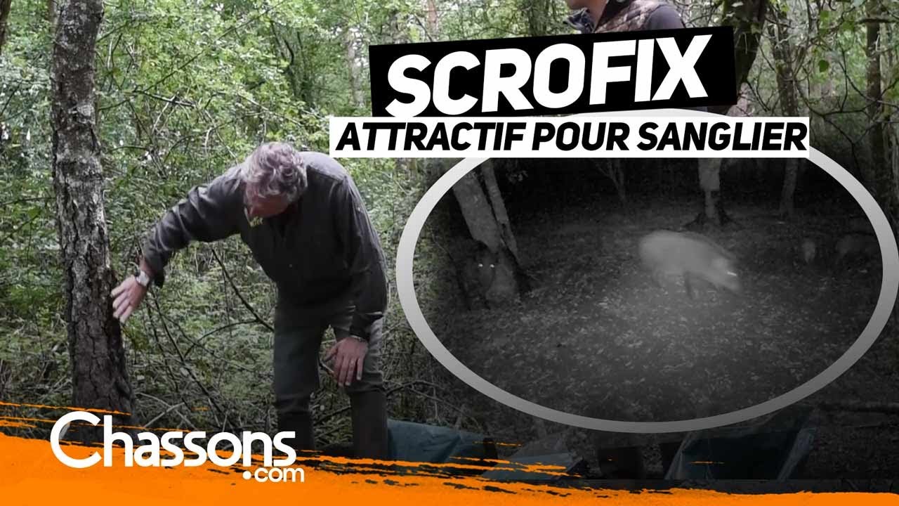 Présentation et essai du Scrofix, attractif pour sanglier