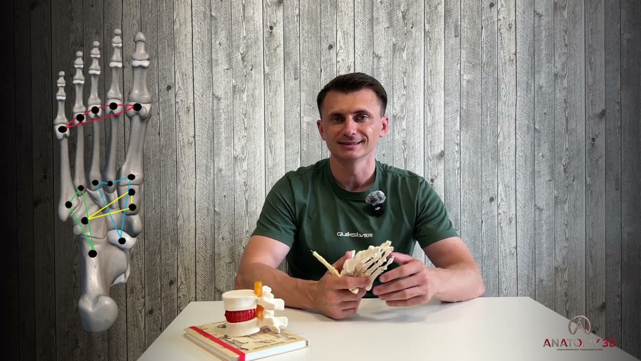 ДВИЖЕНИЯ СТОПЫ