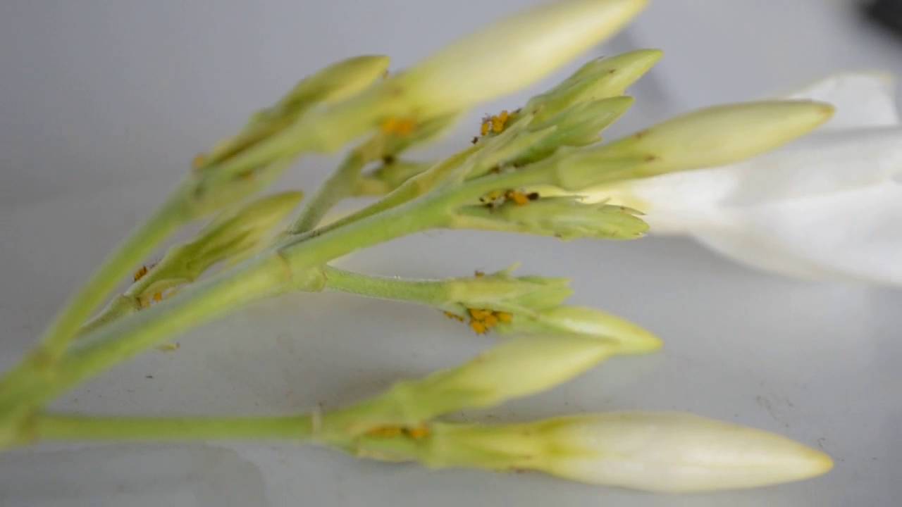 Oleander Aphids