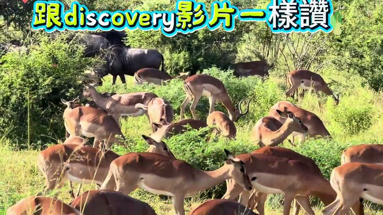 2026/02/11克魯格國家公園自駕獵遊