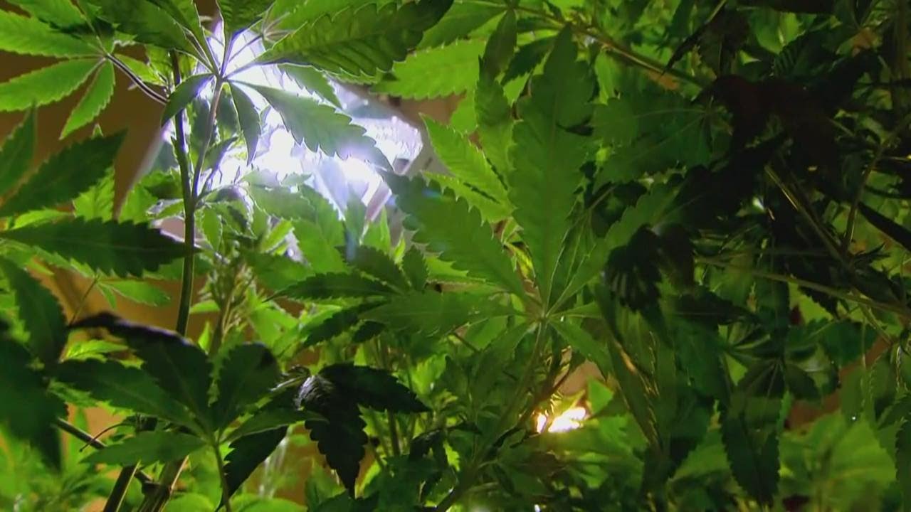 Marijuana dispensary chain sues city of Portland over ordinance rules