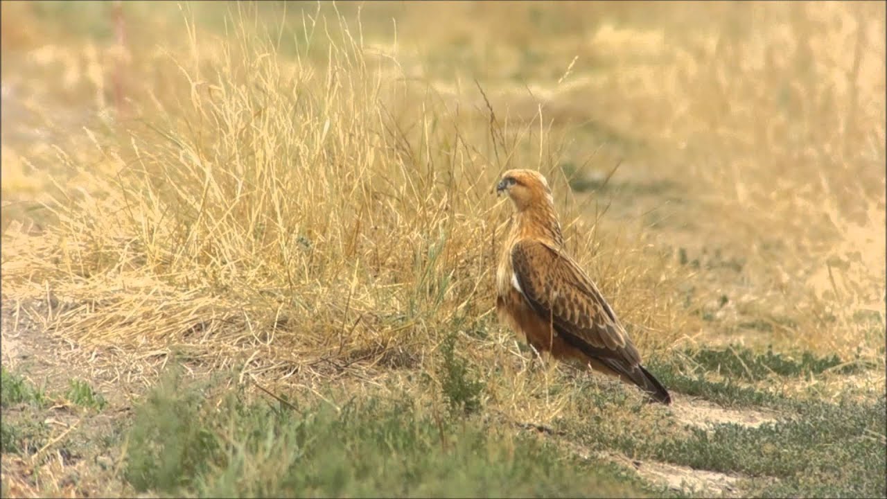 Kurhannik / Buteo rufinus