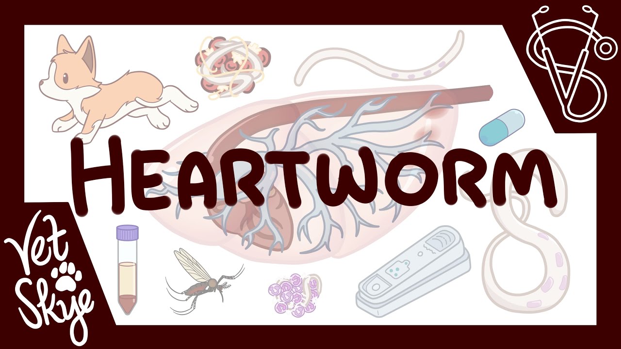 Heartworms Don't Actually Go To the Heart Unless They ABSOLUTELY Have To!