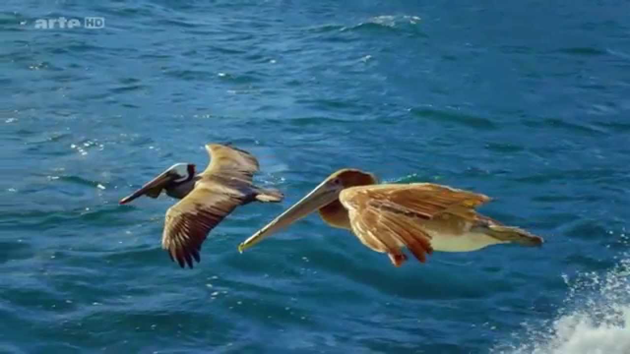 Dokumentation - Die fantastische Reise der V&ouml;gel HD