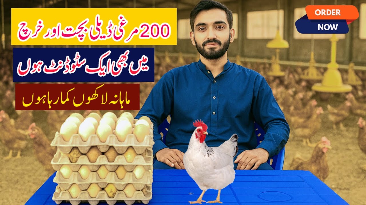 How To Start Poultry Farm From 200 Hens | Egg Business  | Golden Misri Poultry Farming |