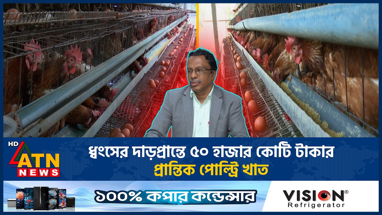 ধ্বংসের দাড়প্রান্তে ৫০ হাজার কোটি টাকার প্রান্তিক পোল্ট্রি খাত | Poultry Sector | Collapse