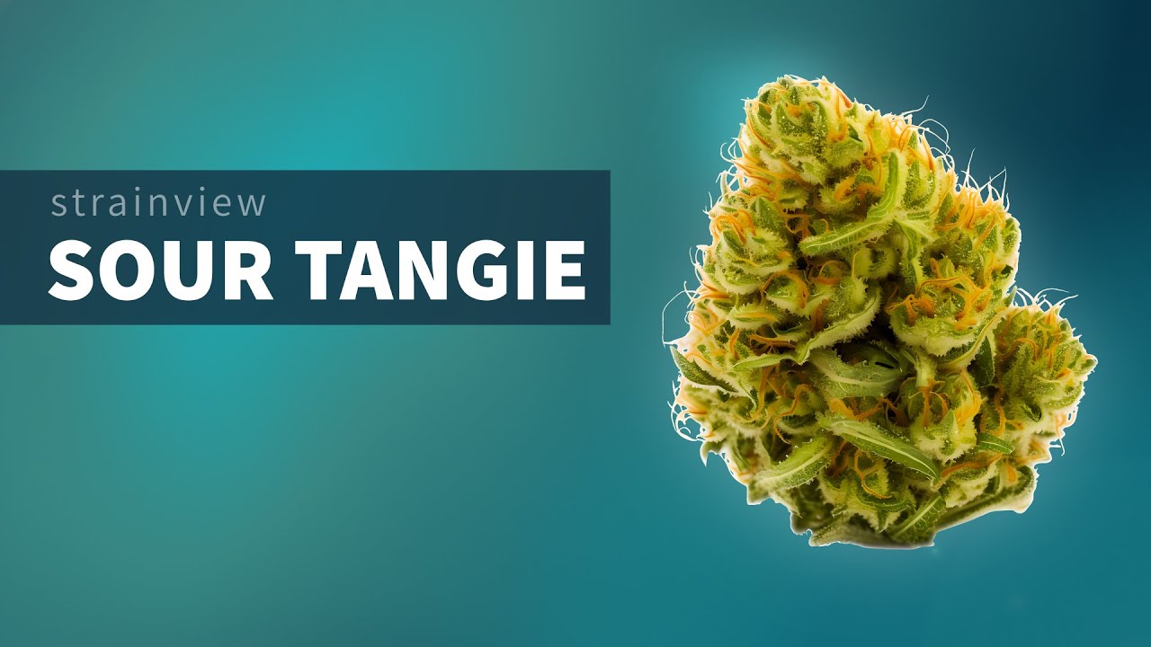 Sour Tangie - StrainView