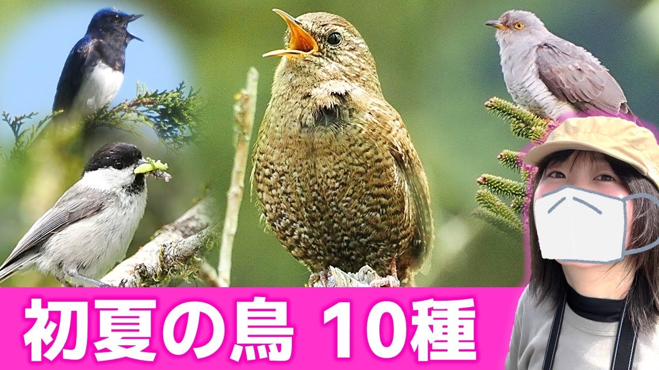 鳥のさえずり♪初夏の山は鳥がいっぱい！【野鳥撮影vlog】