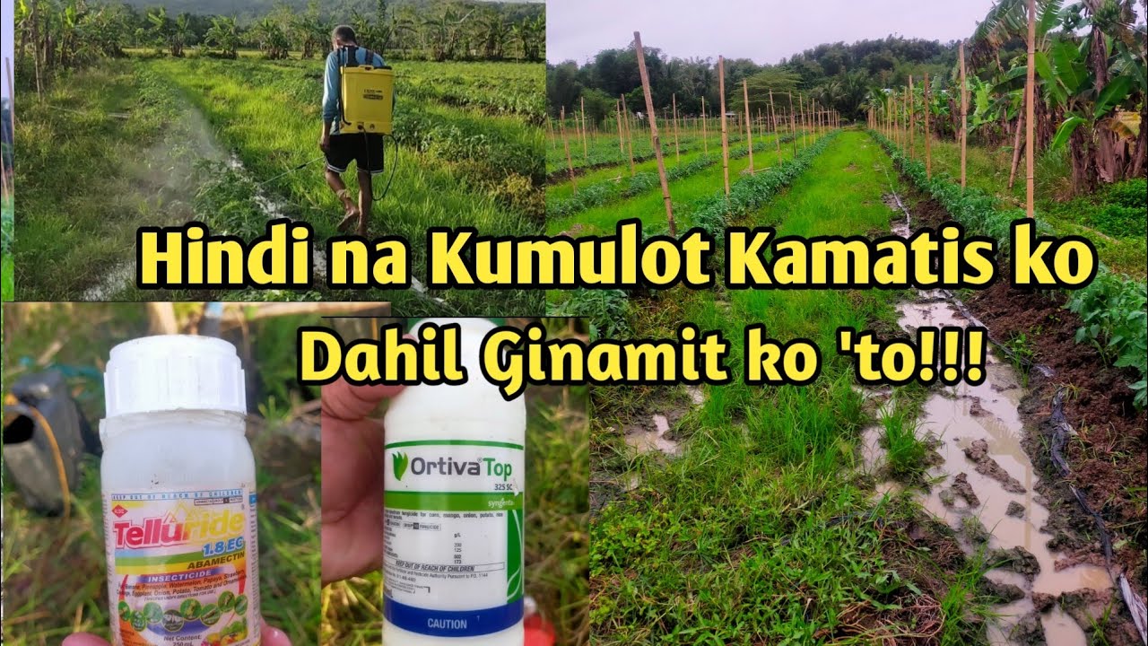 MGA INSECTICIDES AT FUNGICIDES SA KAMATIS PARA IWAS KULOT
