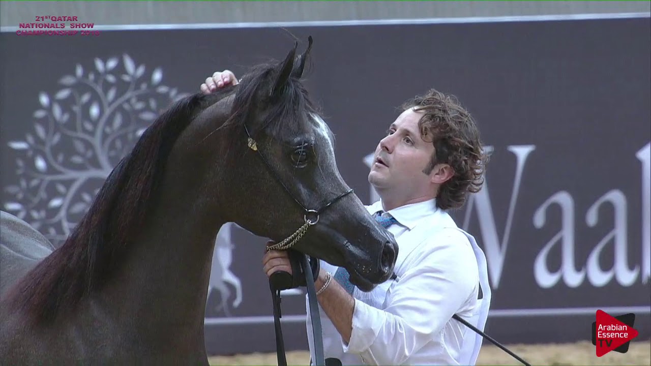 N.63 SIWAR AL SHAQAB - 21st Qatar National 2018 - Yearling Fillies (Class 3A)