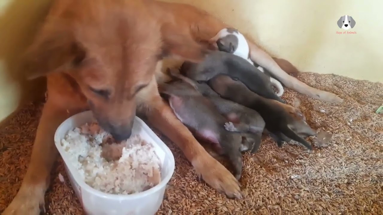 Feeding poor mother dog and 5 puppies,  day four P120