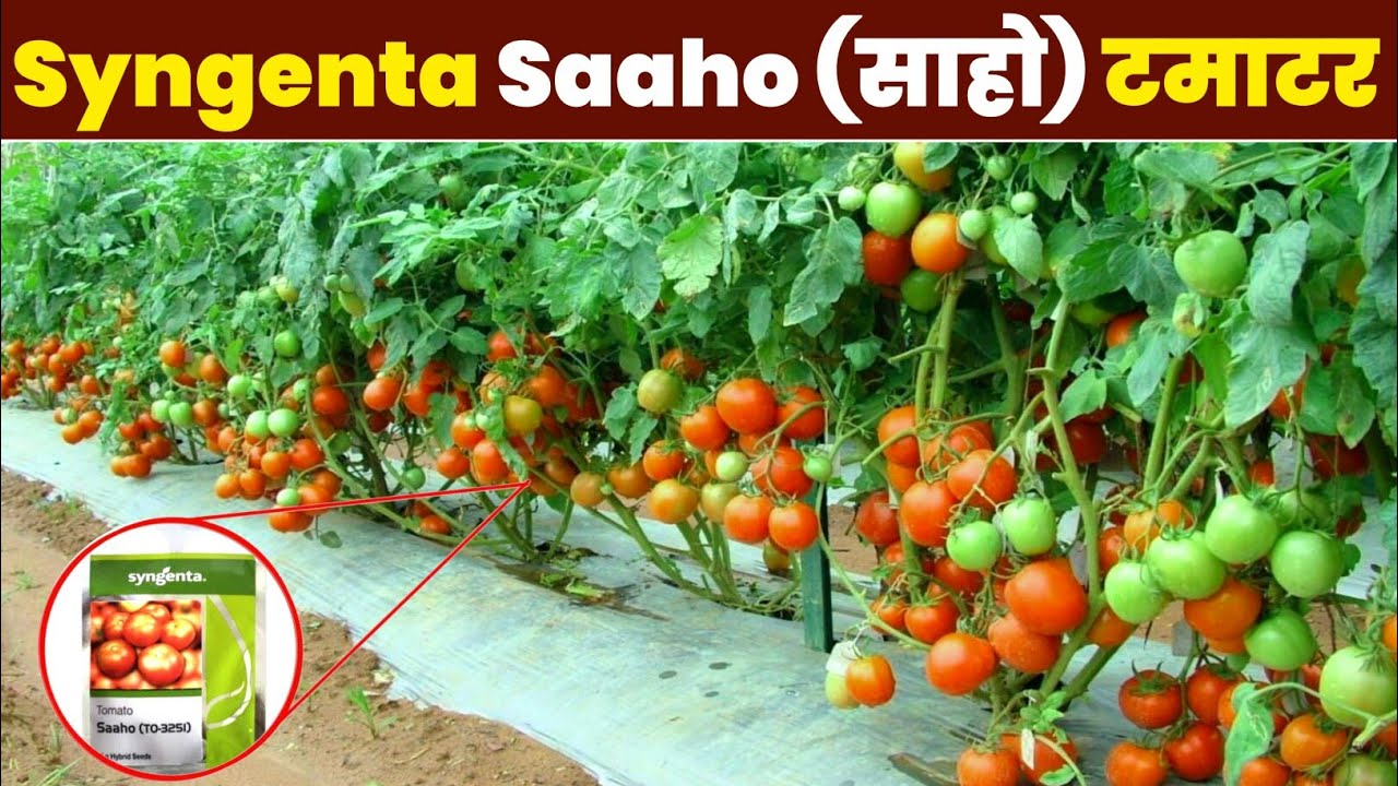Saaho Hybrid Tomato Variety | Syngenta Saaho | Saaho TO 3251 hybrid Seeds | साहो टमाटर की खेती