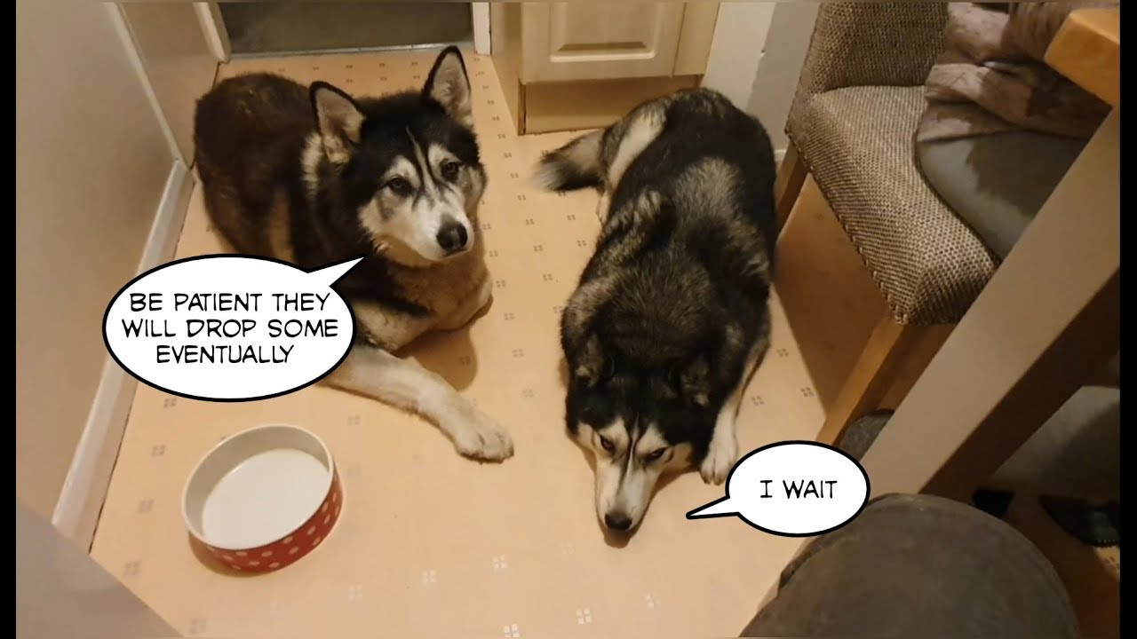 A trip to visit a dogs best friend | The look of Sadness when we Leave | Sherpa and Keyush