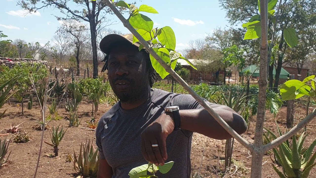 The sausage  tree 🌳 /Mumvee/Muremberembe - Sustainable Rural Village Zimbabwe 🇿🇼