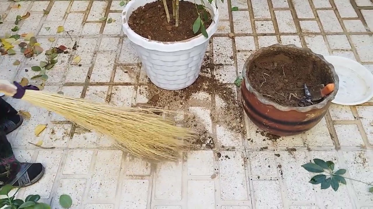 How to change our flower pots 😍