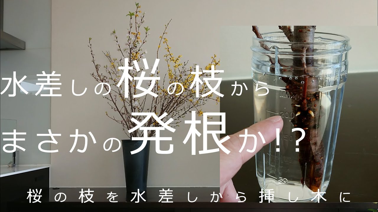 【暮らしのvlog_観葉植物】水差しの桜の枝が発根したので挿し木に植え替えました_根が張るか経過観察中