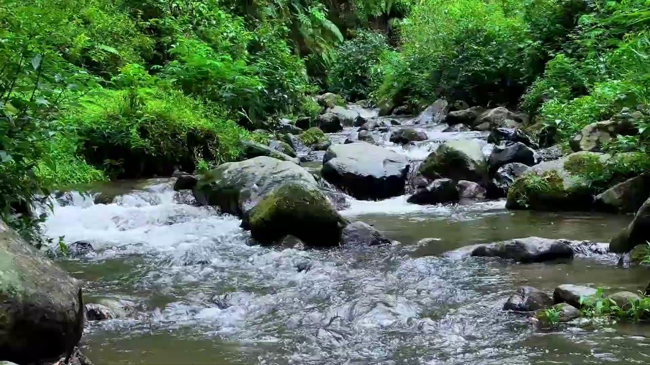 Find deep comfort with calming river sound in bright forest daylight for restful peaceful sleep