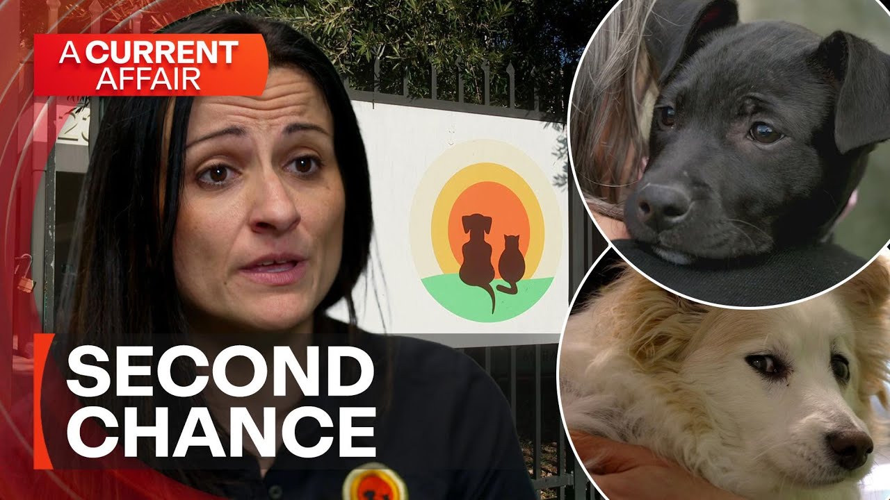 Giving animals in need a second chance | A Current Affair