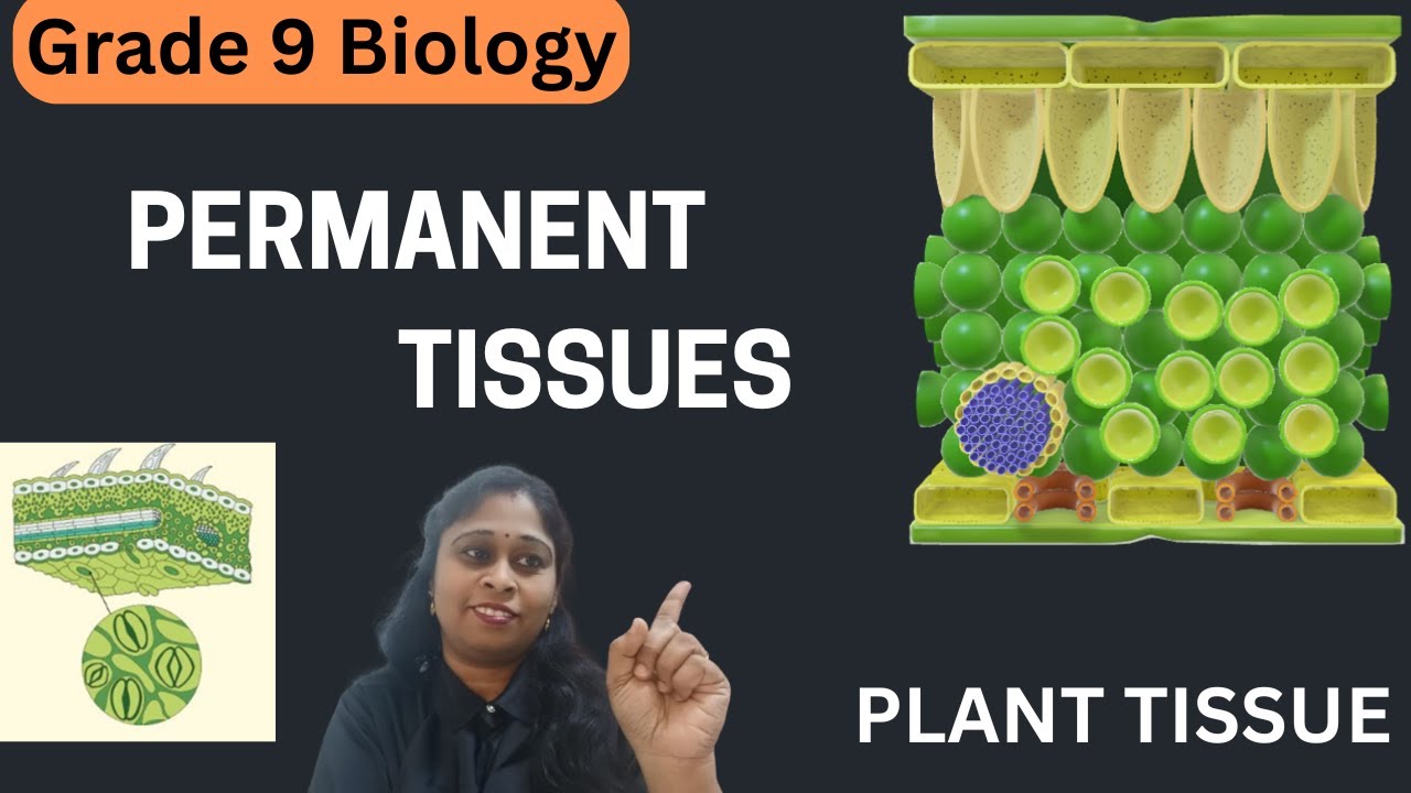 Understanding Permanent Tissues in Plants for Grade 9 Biology |Plant Tissue