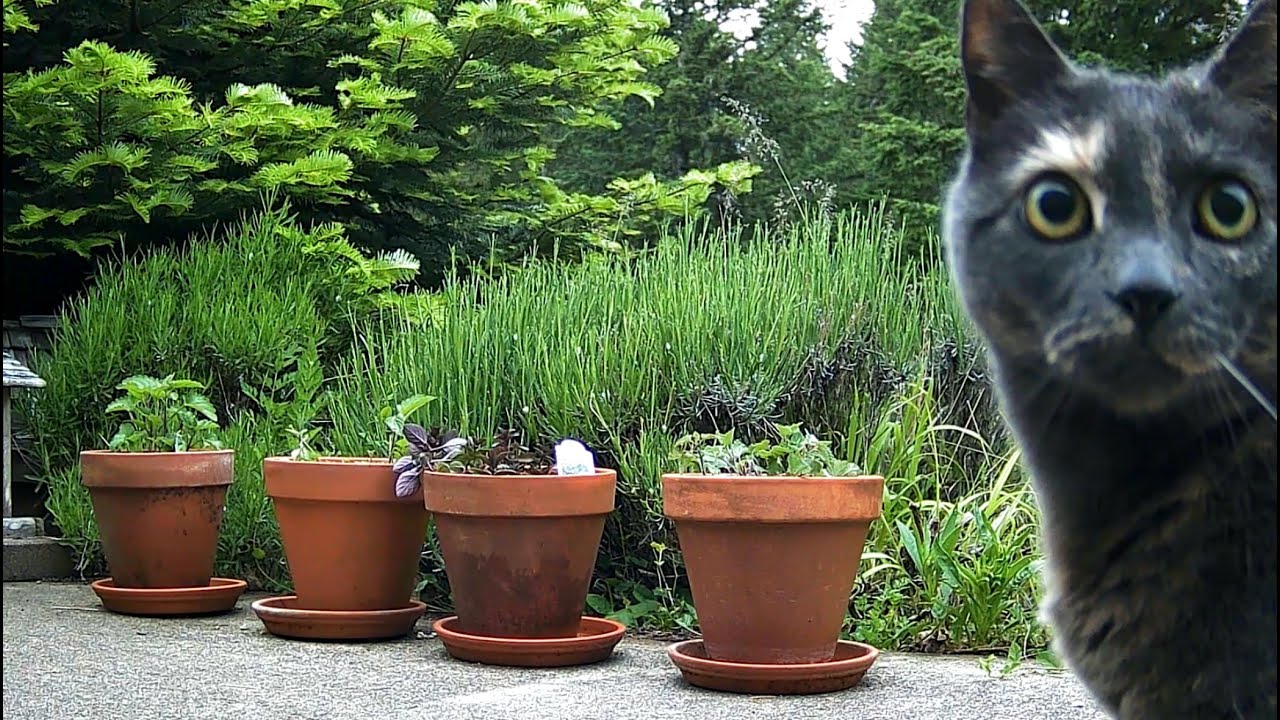Catnip Highlight Reel #1