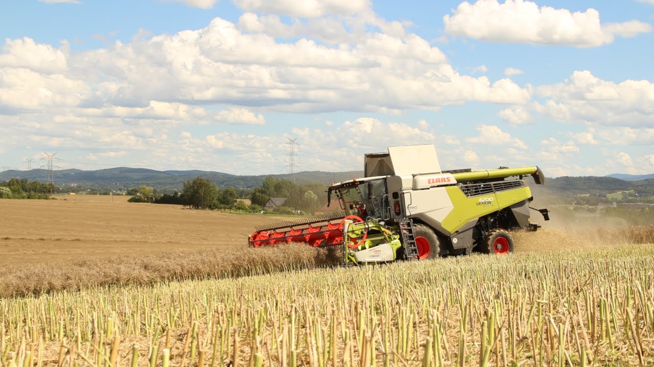Żniwa na dwa Lexion-y 6700&5400 Gr.Skolarus