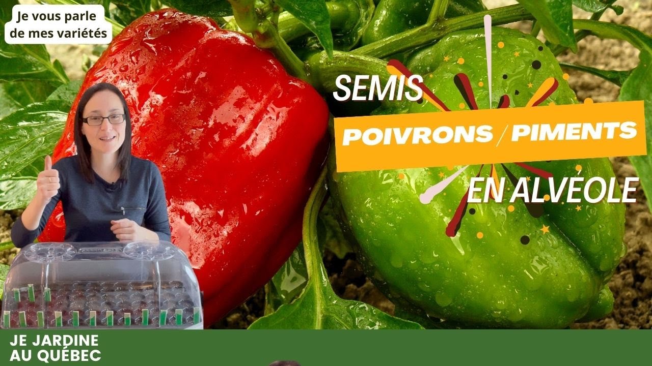 Réussir ses semis de poivrons et de piments: mars 2024