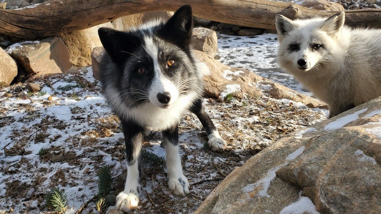 Kipper and Waverly are mad at me