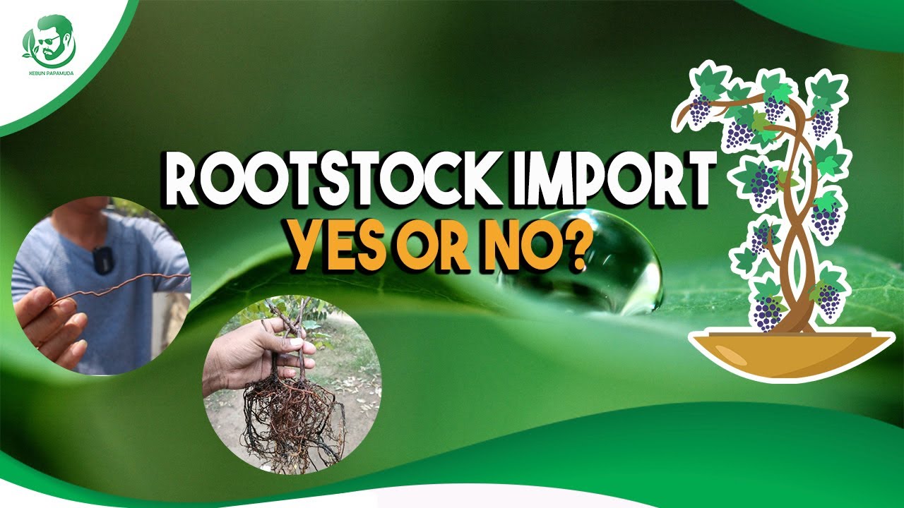 RAGAM ROOTSTOCK IMPORT BAHAS LENGKAP DARI SPESIFIKASI, KELEBIHAN HINGGA KELEMAHANNYA