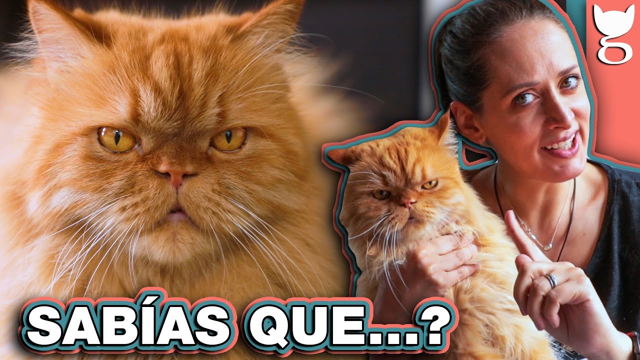 NO TENGAS UN GATO PERSA SIN ANTES VER ESTO 😼 LA GATERÍA TV