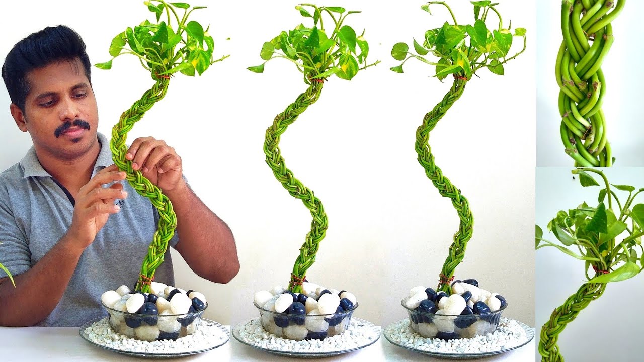 Money Plant New Growing Style / Money Plant Decoration Ideas / Planting Ideas at Home