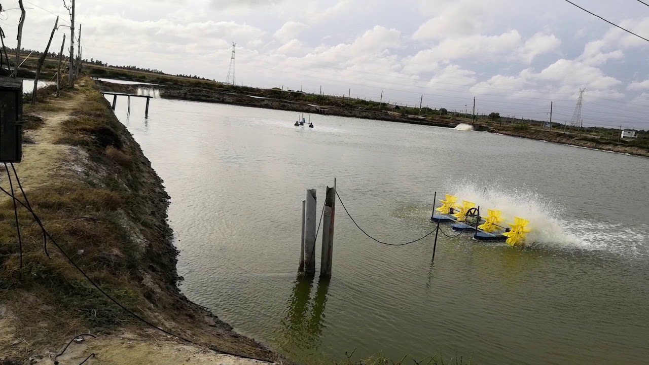 prawn feeds; prawn feed;shrimp feeds;shrimp feed; vannamei feeds;vannamei feed