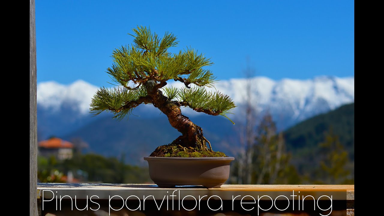 Japanese white pine bonsai repotting - Arkefthos Bonsai
