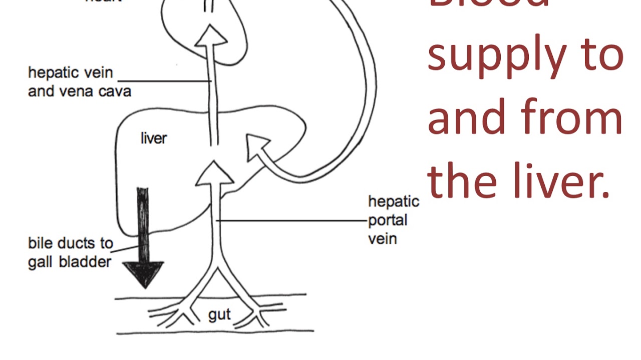 Liver, structure and function